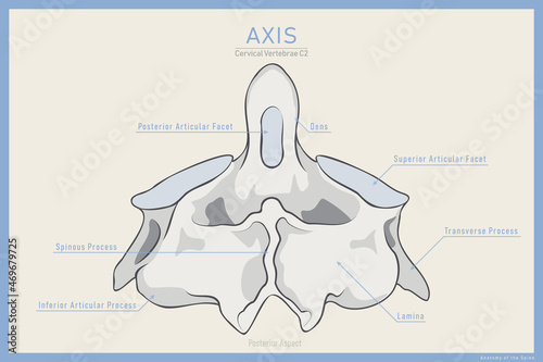Anatomy of the Second Cervical Vertebra. Axis C2 Posterior View. Illustration for Education. Anatomy in English Translation