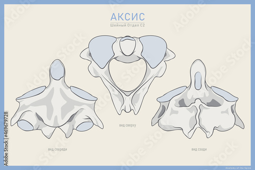 Anatomy of the Second Cervical Vertebra. Axis C2 Anterior, Posterior and Top View. Illustration for Education. Anatomy in Russian Translation