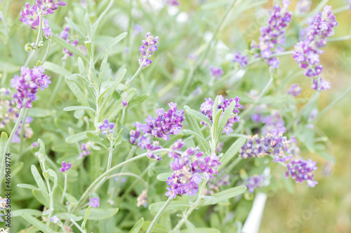 Lavender flowers on a green background