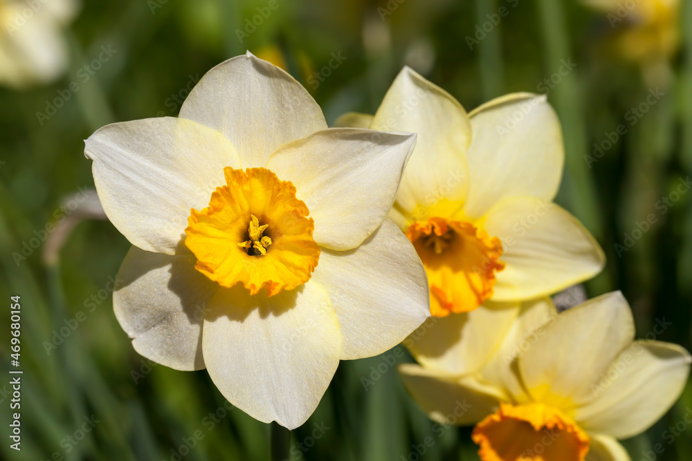 several beautiful yellow daffodils folded in a bouquet several beautiful yellow daffodils folded in a bouquet