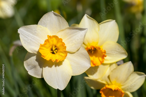 several beautiful yellow daffodils folded in a bouquet