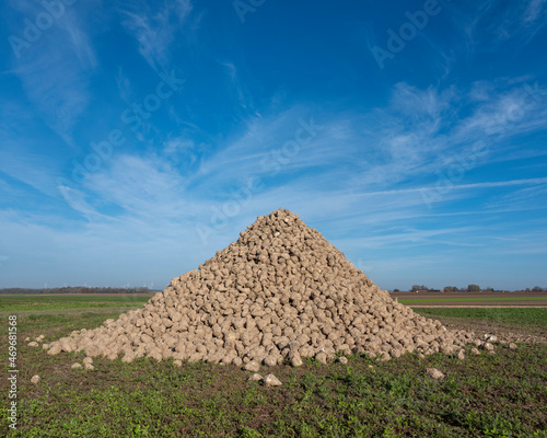 large pile of sugar beets under blue sky in belgium between brussels and namur photo