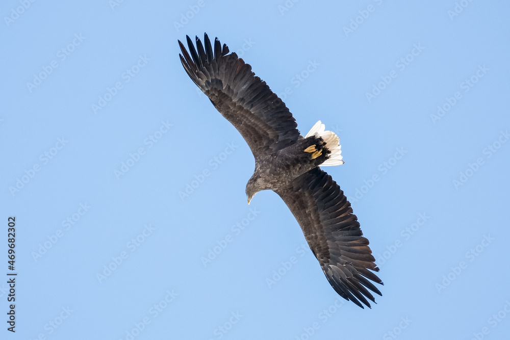 Fototapeta premium eagles in city