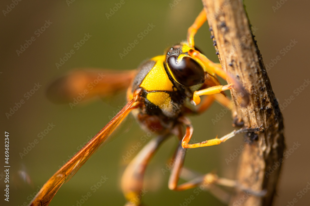 A wasp on a wooden twig, clinging to the wood, also known as yellowjacket, hornet A wasp on a wooden twig, clinging to the wood, also known as yellowjacket, hornet
