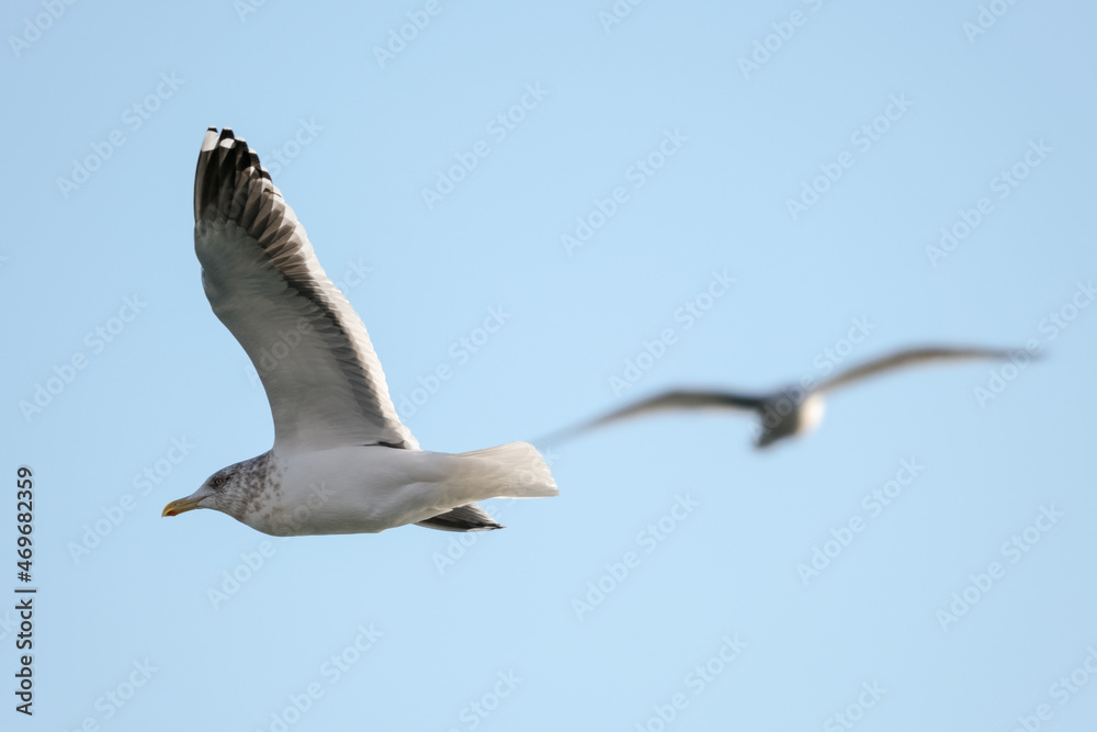 Obraz premium eagles in city