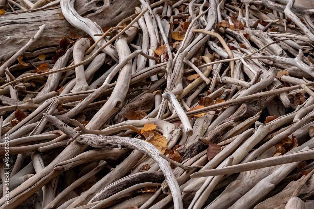 Driftwood wood log shards washed up on the coast.