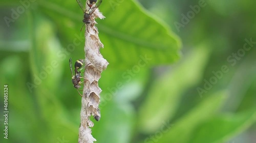Close-up of Asian hornet or a paper wasp perches and is active in its nest hanging on the tree in the backyard
