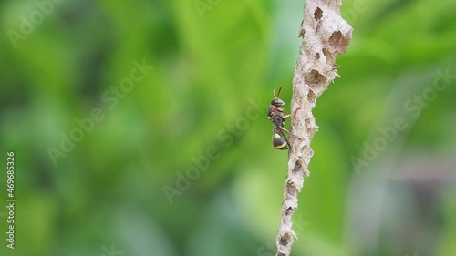 Close-up of Asian hornet or a paper wasp perches and is active in its nest hanging on the tree in the backyard