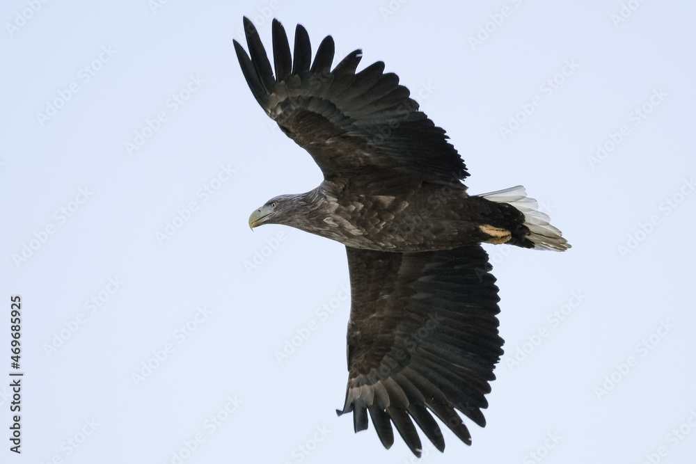 Fototapeta premium eagles in city