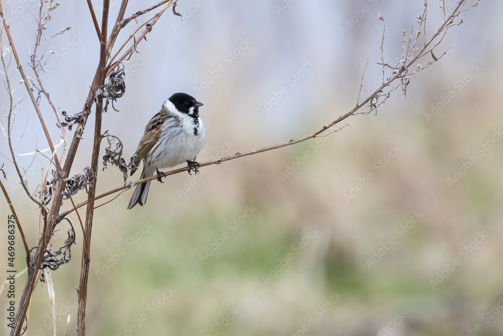 Fototapeta premium Reed Bunting