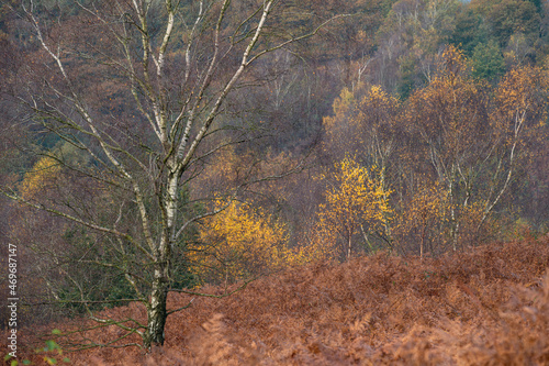 Golden autumnal fall tree and leaf colours at the Downs Banks, Barlaston in Staffordshire. photo