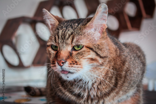 portrait of a cat