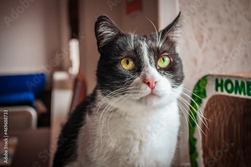 close up of a cat looking up