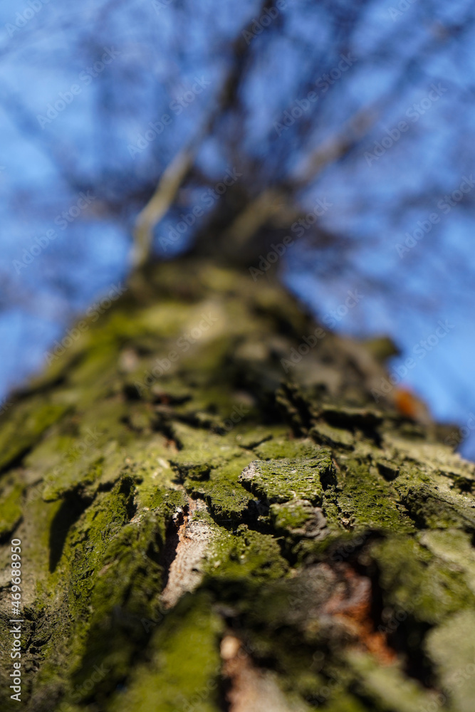 tree. tree bark. detail of tree bark. photo with blue background. tree. tree bark. detail of tree bark. photo with blue background.