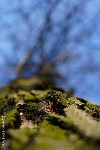 tree. tree bark. detail of tree bark. photo with blue background.