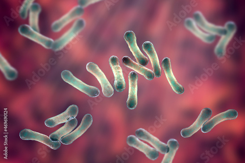 Corynebacterium bacteria, Gram-positive rod-shaped bacterium that causes diphtheria photo