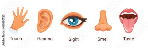cartoon style illustration of five human senses.
