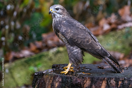 Portrait of a Common Buzzard in the forest © AB Photography