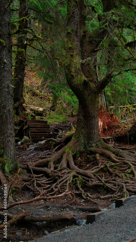 Moss covered tree Moss covered tree