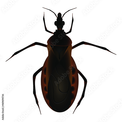 Аmerican triatom bug on white background. Vector illustration