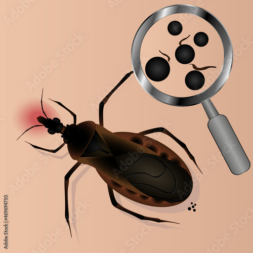 Аmerican triatom bug on white background. Vector illustration
