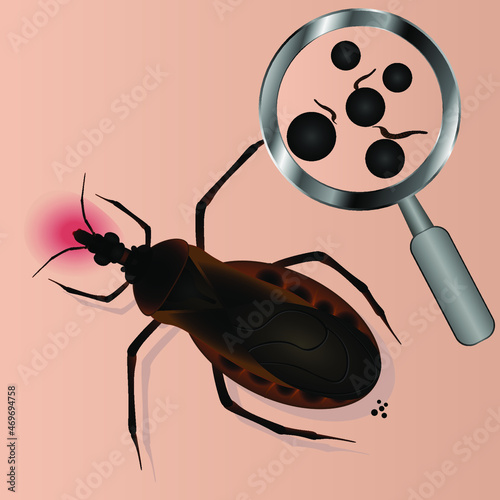 Аmerican triatom bug on white background. Vector illustration photo