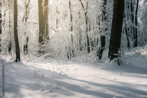 sunset light in winter fore...