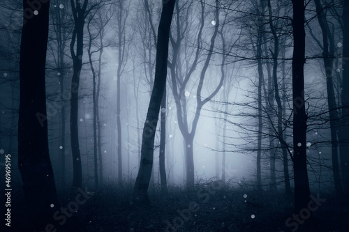 dark woods in fog, fantasy forest landscape