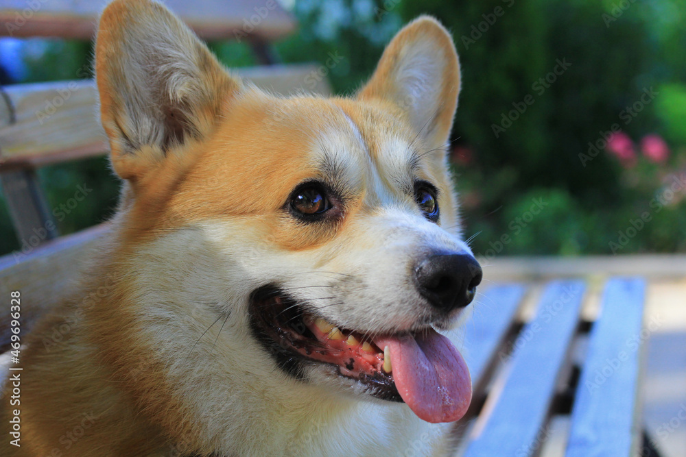 corgi6 corgi6