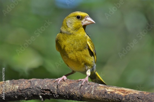 Verdier d’Europe mâle (Chloris chloris), Neuchâtel, Suisse.