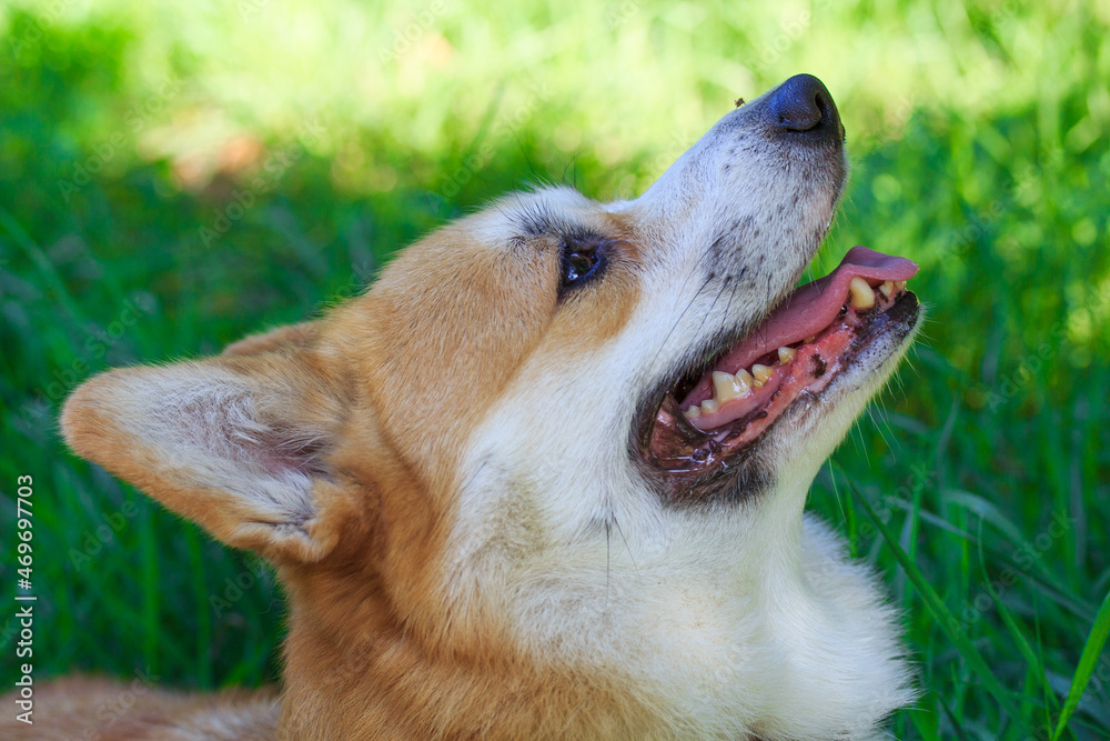 corgi41 corgi41