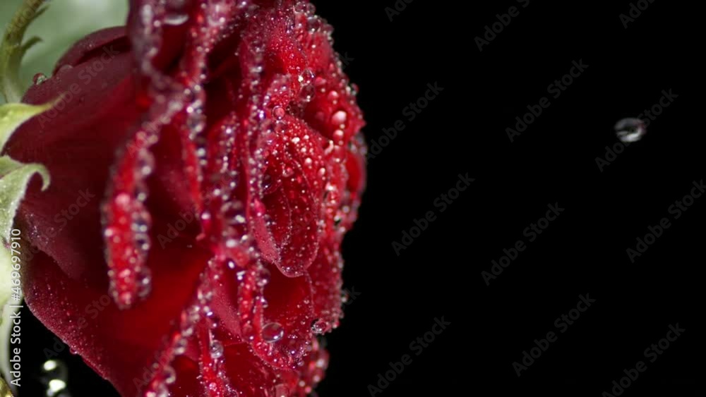 Macro shot of water drops are falling from the surface of shaking red rose on black background | Skincare cosmetics with rose water commercial Macro shot of water drops are falling from the surface of shaking red rose on black background | Skincare cosmetics with rose water commercial