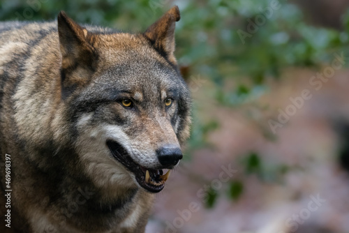 Portrait of a gray wolf in the forest © AB Photography