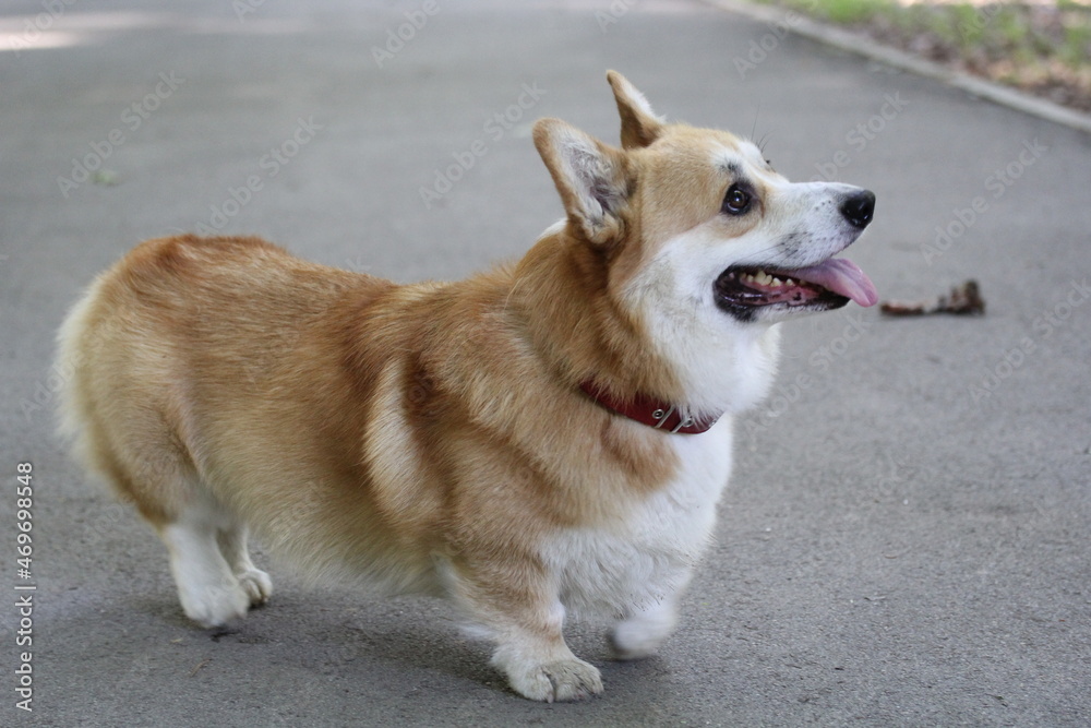 corgi51 corgi51