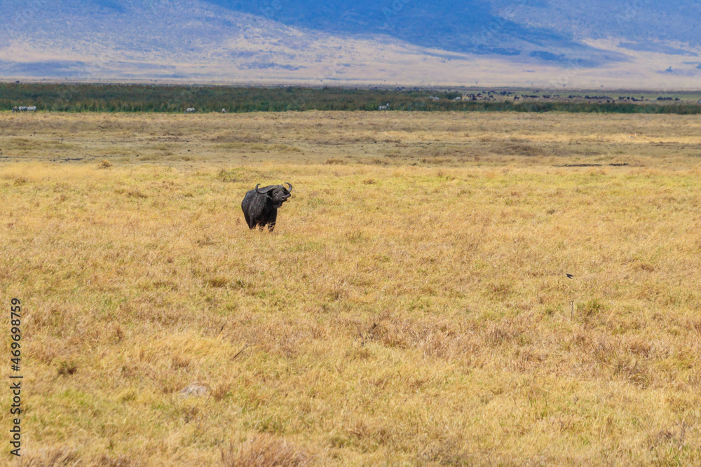 African buffalo or Cape buffalo (Syncerus caffer) in Ngorongoro Crater National Park in Tanzania. Wildlife of Africa