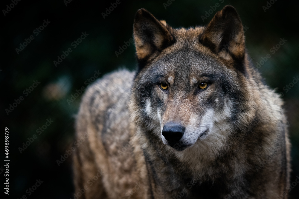 Portrait of a gray wolf in the forest - obrazy, fototapety, plakaty 