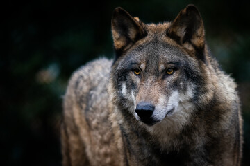 Portrait of a gray wolf in the forest
