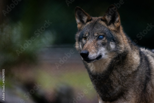 Portrait of a gray wolf in the forest