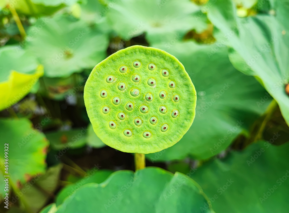 A bright green shower with beautiful bright green ponds and lotus leaves. A bright green shower with beautiful bright green ponds and lotus leaves.