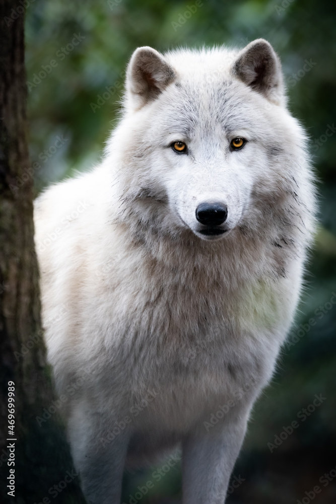 Portrait of an artic wolf in the forest Portrait of an artic wolf in the forest