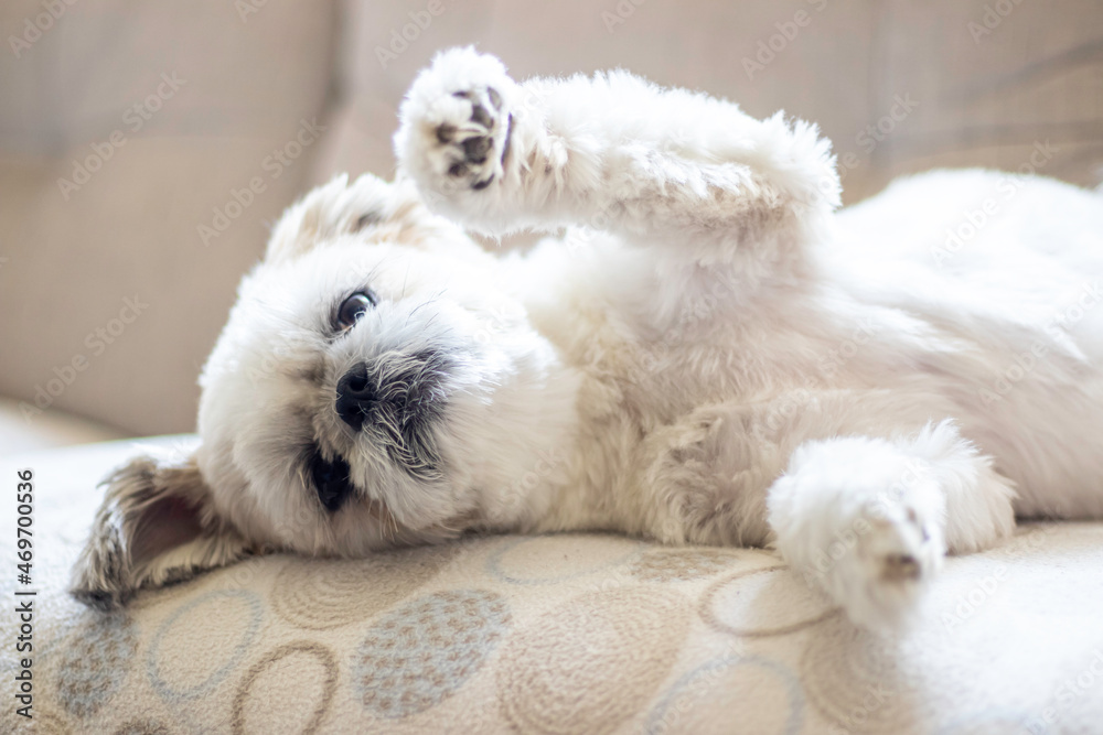 dog playing shih tzu dog playing shih tzu