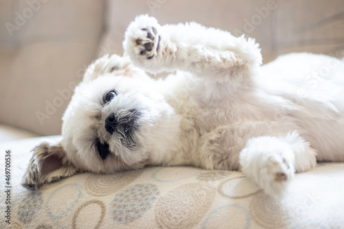 dog playing shih tzu photo