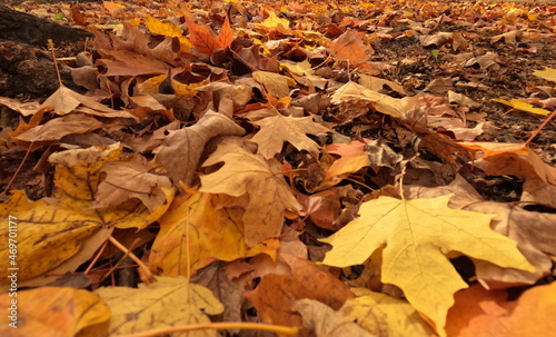 Ground level perspective view of autumn leaves. Crisp, crunchy groundcover. Brown, yellow and orange. Close up. Natural outdoor forest floor lighting. No people.
