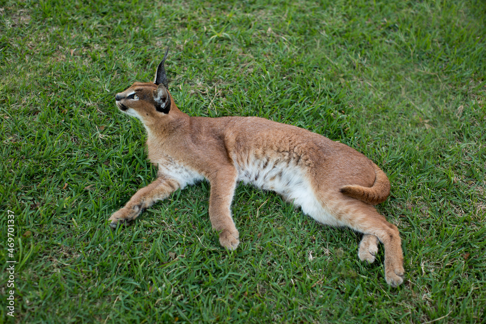 Lynx in the grass in the wild Lynx in the grass in the wild