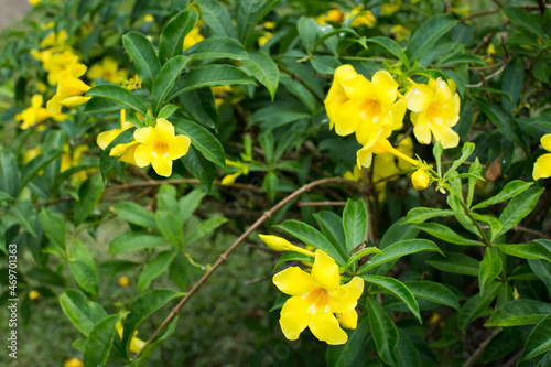 Forsythia flowers on a Bush with green leaves. photo