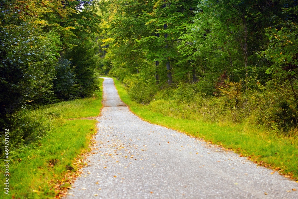 Forest road with autumnal leaves on the ground Forest road with autumnal leaves on the ground