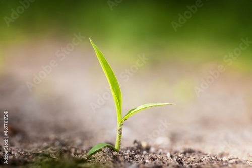 Green sprout growing from seed