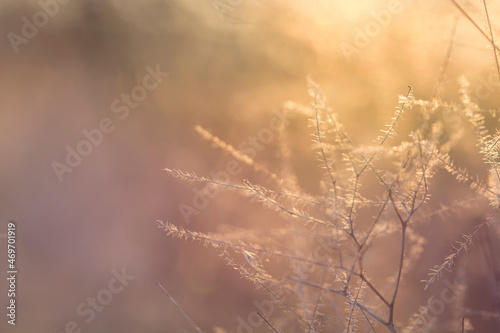Autumn blurred nature background in sunset light