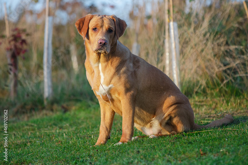 Portrait of a young brown Boxador female on an autumnal background. 