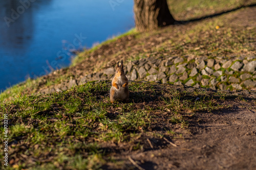 Cute squirrel in the forest and on the street